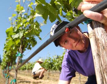 Oregon State University  Extension viticulturist Anne Connelly inspects a drip irrigation system used to water wine grapes at OSU's Woodhall vineyard.