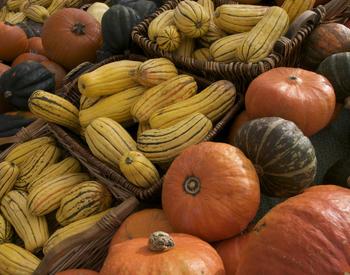 When should I harvest my pumpkins? | OSU Extension Service
