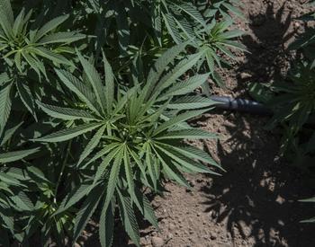 Hemp growing with drip irrigation.
