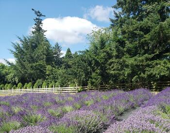Lavender in field