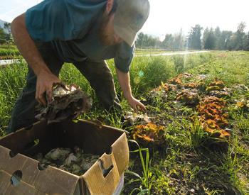 Blue Fox Farm owner Chris Jagger harvesting lettuce on his organic farm near Applegate, Oregon.