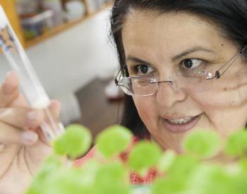 Luisa Santamaria, OSU Extension Specialist for Nursery Pathology and Bilingual Educator. Oregon State University North Willamette Research and Extension Center Aurora, Oregon.