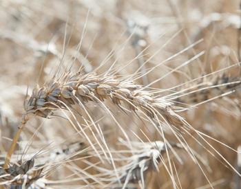 Mary wheat variety. Test plots, Oregon State University Hyslop Field Research Laboratory. Corvallis, Oregon.