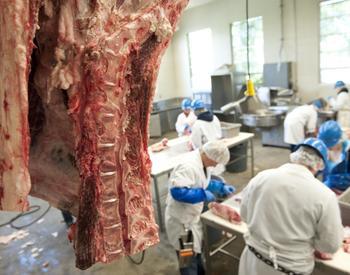 Beef processing