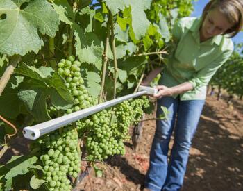 Equipment used to monitor light falling on different areas of the grape vine canopy.