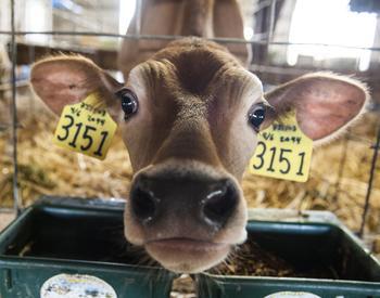 Farm,Fish and Forest Tour -TillamookJuly 20, 2017. Jersey cow.