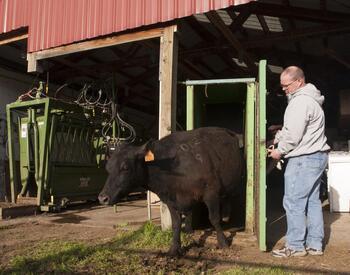 OSU livestock nutrition researcher Chad Mueller releases a cow  from a chute at the OSU Eastern Oregon Agricultural Research Center in Union.