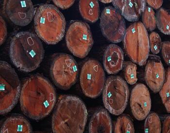 Some of Oregon's old growth fir logs await shipment to sawmills.