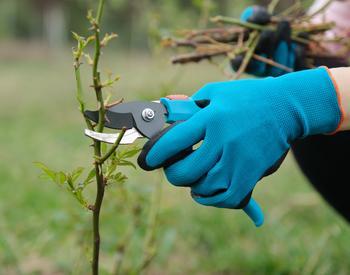 Closeup of gardeners hand in protective gloves with garden pruner making spring pruning of rose bush.