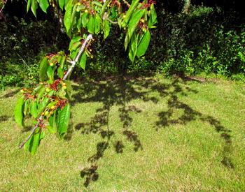 Green cherries on a  branch
