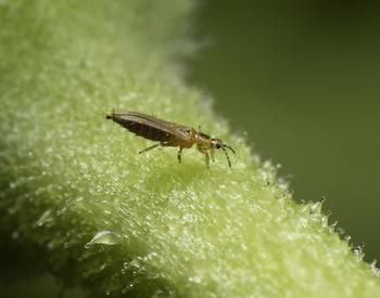 thrips tiny insect on magnified plant stem