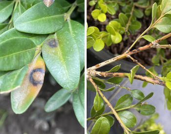 brown spots on green leaves