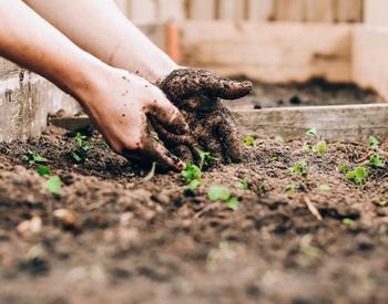 Hands in muddy soil.