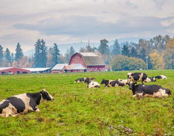Holstein cows in a green pasture by a red barn in Scio, Oregon.