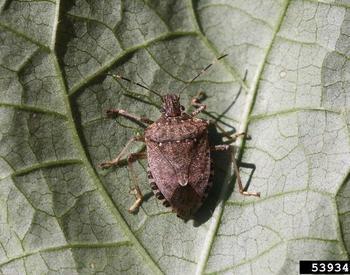 A Brown Marmorated Stink Bug (BSMB) on a leaf.