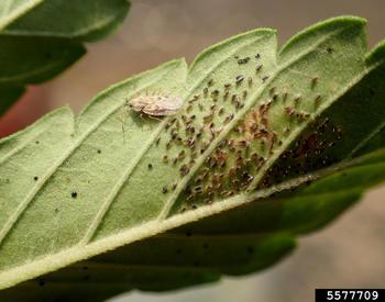 An adult oak lace bug with younger oak lace bugs on an oak leaf.