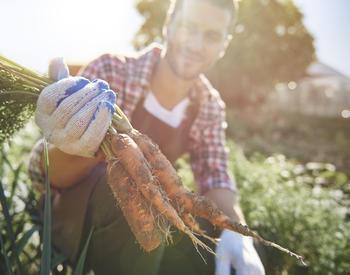 worker pulls carrots from row
