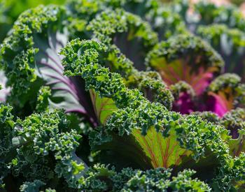 Kale plants