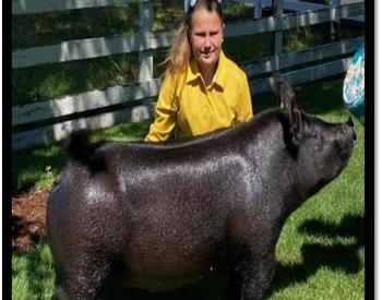 market hog