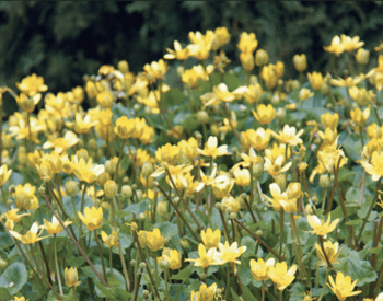 Lesser celandine (Ranunculus ficaria) growing in a garden.