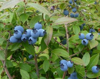 blueberries on bush
