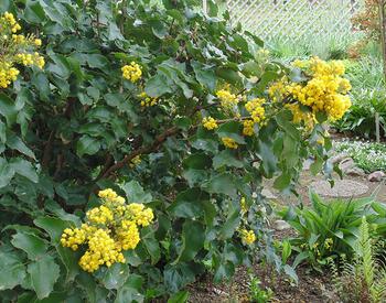 bright yellow flowers on prickly green shrub