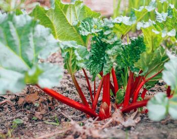 A rhubarb plant.