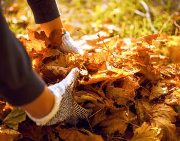 A gardener moving fallen leaves with gloved hands.
