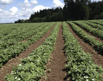 Matted-row field of June-bearing (short-day) strawberries grown on flat ground in Oregon.