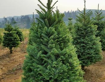 cultured Oregon noble fir Christmas tree in field before harvest