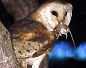Barn owl