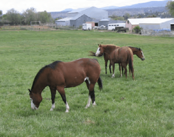 Horse owners must be cautious about how much early spring grass their founder-prone horses eat.