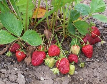 ‘Seascape’ strawberry fruit on the plant