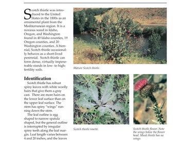 Image of Scotch Thistle publication