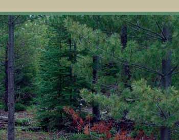 Image of Pruning Western White Pine: A Vital Tool for Species Restoration publication