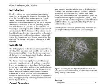 Image of Powdery Mildew on Sugar Beet: Importance, Identification, and Control  publication