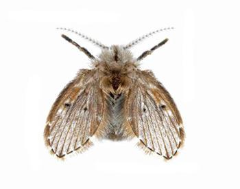 Fly