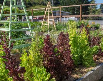 A raised garden bed at the Curry County greenhouse.