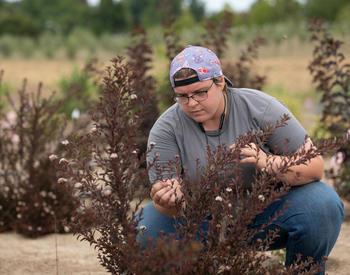 A person in a backward cap crouches to inspect a dark-leaved shrub in a test garden.