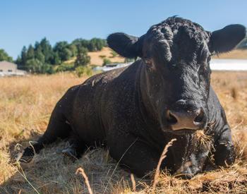 Black angus bull rests in a pasture