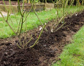 roses planted in row in winter with no blooms