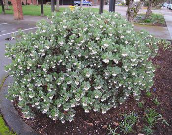 A rounded manzanita shrub is covered in small white blossoms and dense green foliage beside a landscaped walkway.