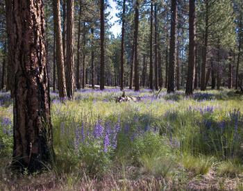 confir forest with purple wildflowers undergrowth