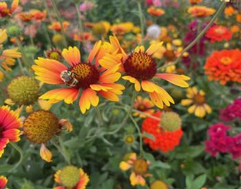 A bumble bee pollinates gaillardia flowers in a busy flower bed.