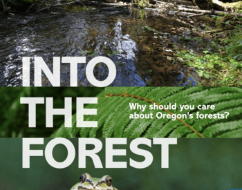 Into the forest cover with stream, frog
