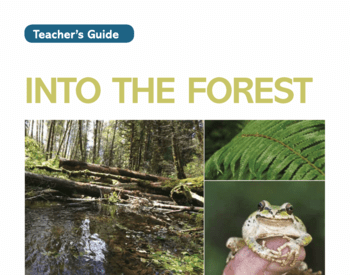 Into the forest teacher's guide cover with stream, frog
