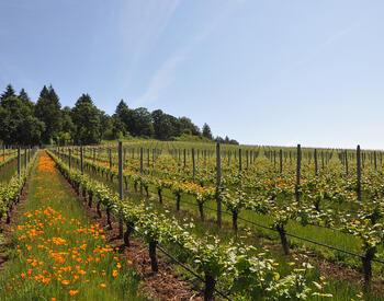 vineyard vines with orange wildflowers growing in between and trees in distance