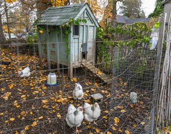 A small flock of chickens roam inside a fenced backyard coop surrounded by autumn leaves and a wooden shed.
