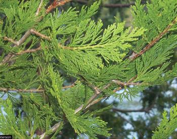 Incense-cedar