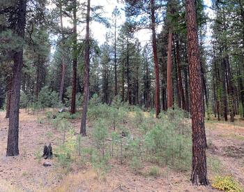 ponderosa regeneration 1